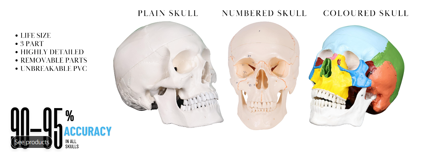 Human Skull 2