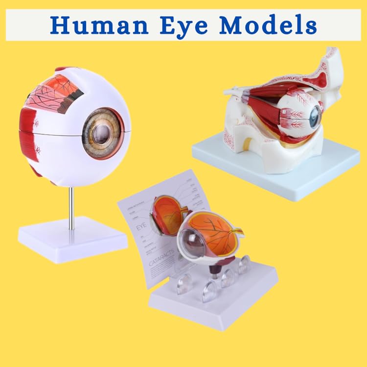 Human Eye Model