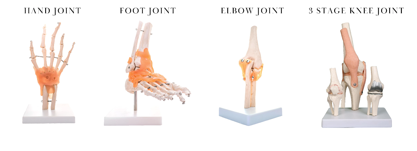 Joint 3