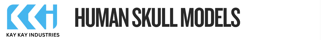 Human Skull 1