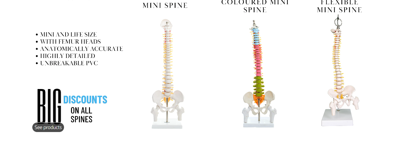 Spine 2