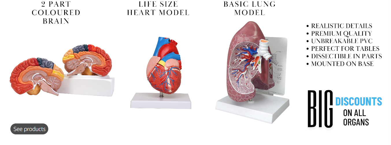Organ Model 2