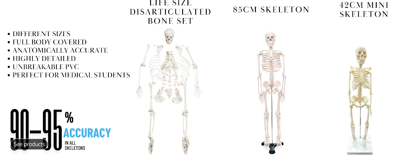 Skeleton 2