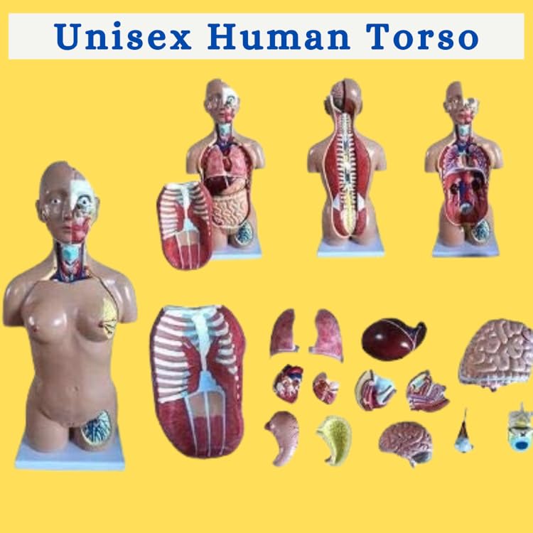 Unisex Model